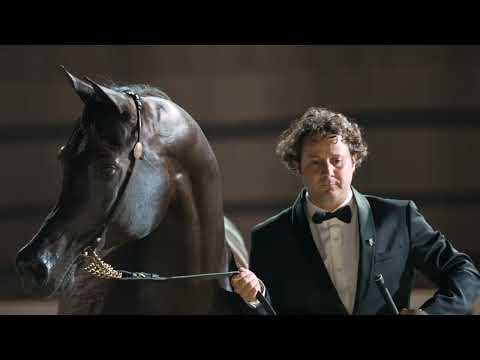 SULTAN AL ZOBARA 2023