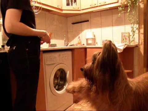 briard Monika and clicker (I -1st step)