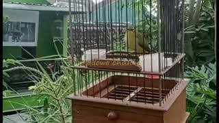 Download lagu Masteran Burung Pleci agar respon terhadap siulan.. dijamim ampuh mp3 Download lagu Masteran Burung Pleci agar respon terhadap siulan.. dijamim ampuh mp3