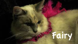 Cats New Years resolutions