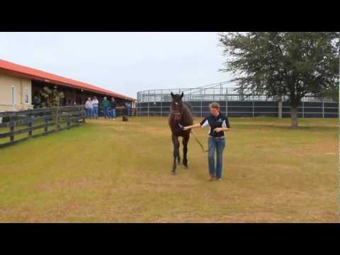 Zanjero - Ragin Cajun