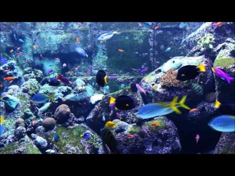 download lagu mp3 mp4 Quran Fish, download lagu Quran Fish gratis, unduh video klip Quran Fish