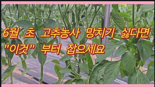 6월 초 고추 농사 망치기 싫다면 "이것"부터 잡으세요! 총채벌레, 담배나방, 진딧물 한방에 해결하는 가뭄,…