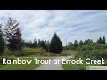 Video Thumbnail for Rainbow Trout at Errock Creek