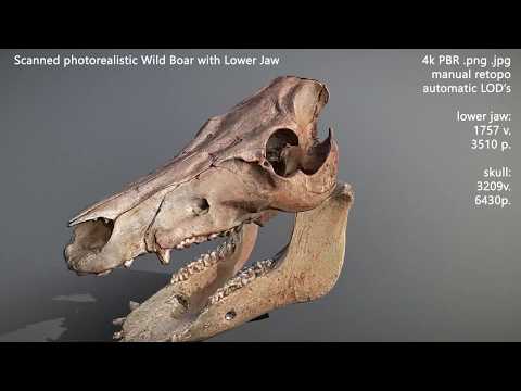 3D Scanned Boar Skull Plus Lower Jaw
