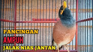 Download lagu pancingan jalak Nias jantan birahi memanggil betina mp3 Download lagu pancingan jalak Nias jantan birahi memanggil betina mp3