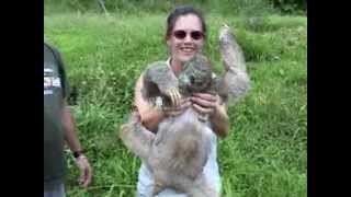 preview picture of video '3-Toed Sloth & Volcan Arenal in La Fortuna,Costa Rica 2004'