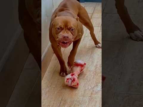 3 Most Dangerous Guard Dogs Ever 😱 #youtubeshorts #dogshorts #angry #dogs #funnyvideo #cutedogs