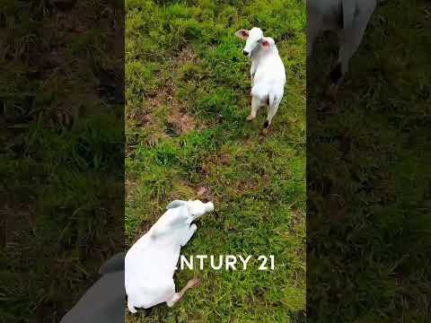 Finca en Venta en Mora, San José – 224.040 m² – $1.000.000