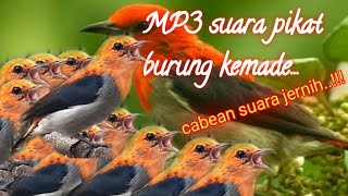 Download lagu MP3 suara pikat burung kemade(Abe cabean)@jahid channel mp3 Download lagu MP3 suara pikat burung kemade(Abe cabean)@jahid channel mp3