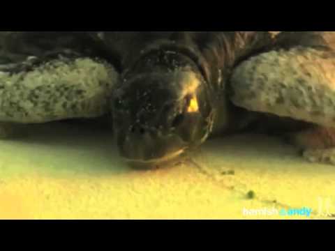 Gold Logie Enemies Unite