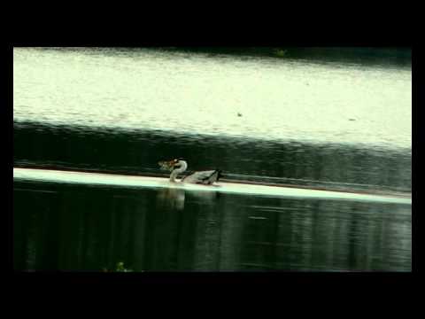 Grey Heron flight video slow motion, dive into water to take fish & fly off.