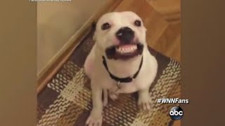 Dog Smiling On Cue Will Make Your Day