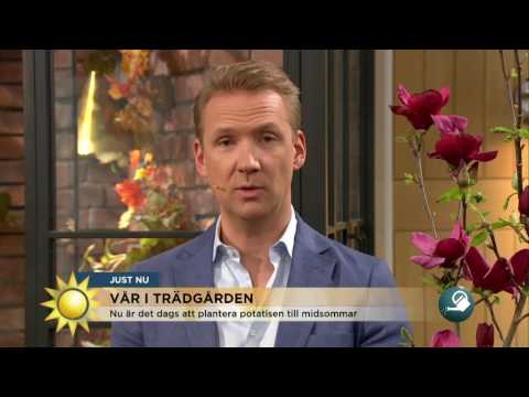 Så får du färskpotatis till midsommar - Nyhetsmorgon (TV4)