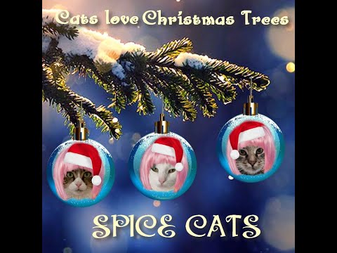 The Spice Cats (cats music group) Cats love Christmas tree / 5th song !