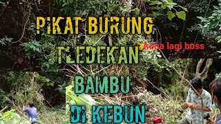 Download lagu 🔴pikat burung tledekan bambu di kebun mp3 Download lagu 🔴pikat burung tledekan bambu di kebun mp3