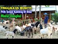 Tinggalkan Ibukota Kembali Ke Desa Sukses Usaha Ternak Kambing
