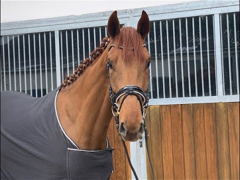 DUBLIN 4j. v. Dimagico - Sandro Hit - Riccione  for sale