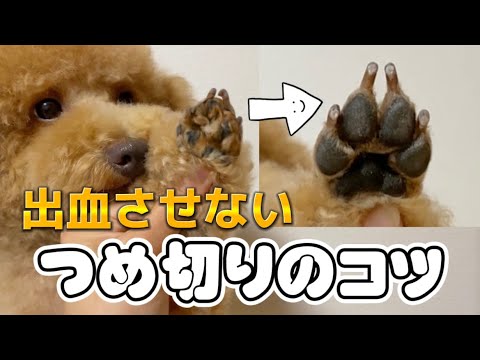 自宅で犬の爪を切るときのヒント