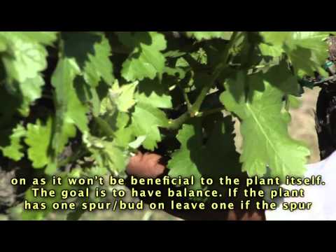 Spring time is the time for suckering in the Napa Valley Vineyards.