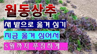 [텃밭농부. 1,383]  월동상추. 새 밭으로 옮겨 심기. 5월까지 푸짐하게 ! #상추재배