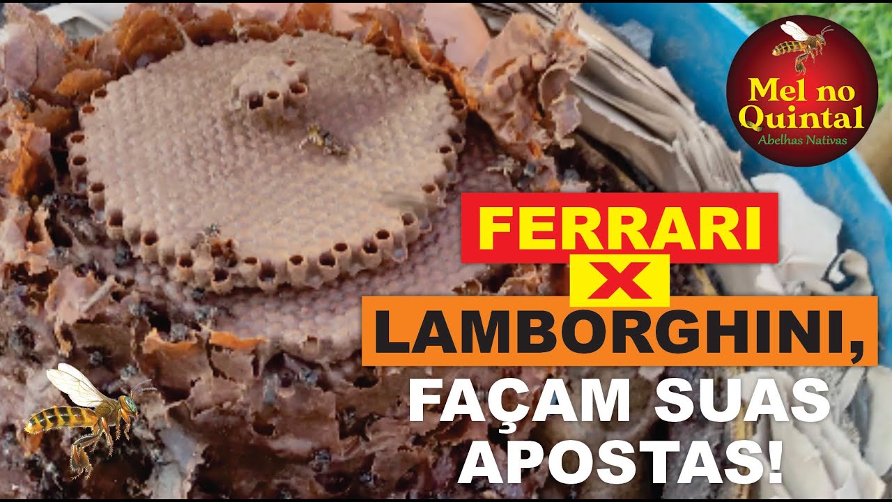 Transferência de MOMBUCÃO, a Ferrari das abelhas!