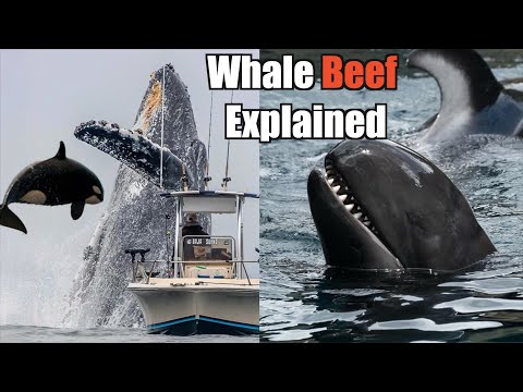 The Science Behind the Gang Wars of Whales