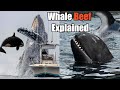 The Science Behind The Gang Wars Of Whales