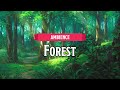 Forest | D&D/TTRPG Ambience | 1 Hour