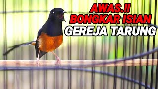 Download lagu MALAM HARI murai batu GACOR nembak  isian GEREJA TARUNG cocok buat MASTERAN agar ikut NYAUT mp3