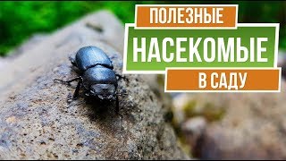 Как привлечь божью коровку в сад