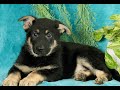 German Shepherd dogs for sale: Tanner  - Video 1