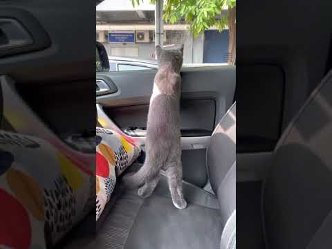 British shorthair cat first time in the car
