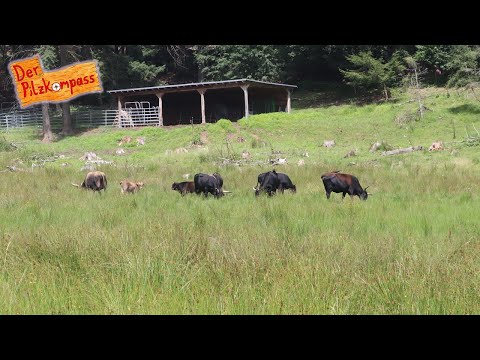 Extensive Landwirtschaft - Arbeit im Einklang mit der Natur 🐂 (#nature #landwirtschaft #klima)