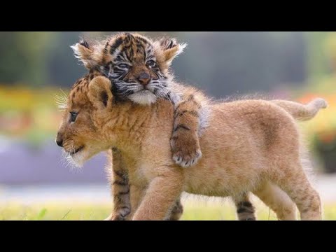 Lions drôles - compilation de vidéos de lions mignons et drôles | animaux de compagnie ️
