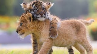 Lions drôles - compilation de vidéos de lions mignons et drôles | animaux de compagnie ️