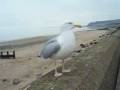 My Friend Gullery A Herring Gull Tale