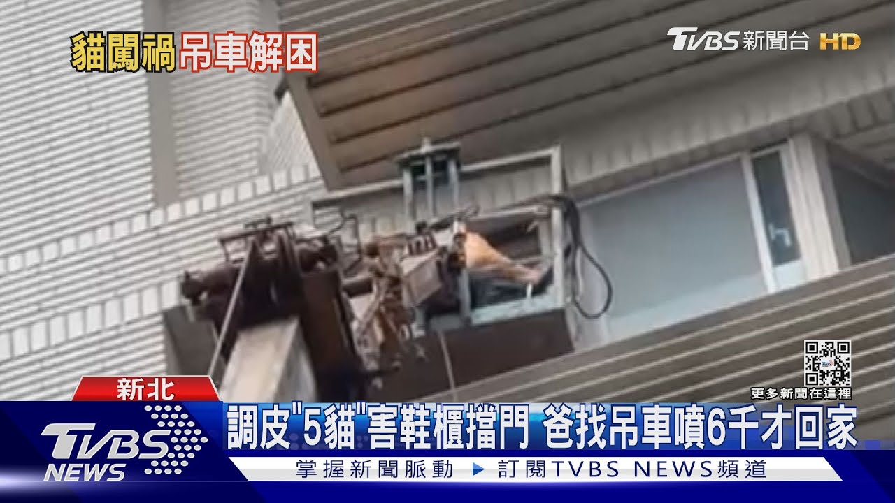 調皮「5貓」害鞋櫃擋門　爸找吊車噴6千才回家