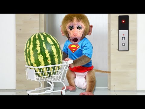 Bebé Mono BonBon come sandía deliciosa en casa y rescata al patito lindo - MONO BONBON ESP