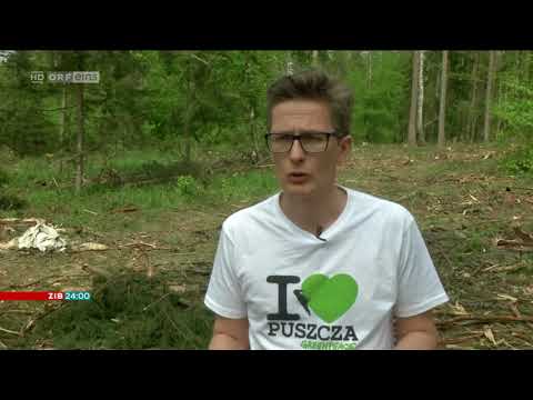 ZIB 24 - Letzter Urwald Europas wird gerodet