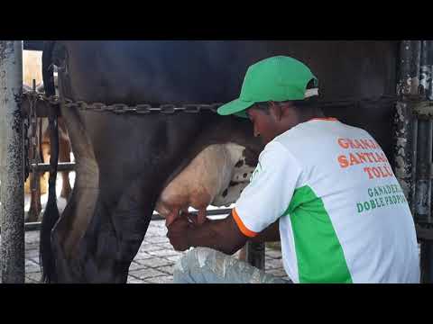 Granja Santiago La Fortuna - Tradición lechera desde 1952