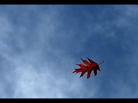 Folha Ao Vento video
