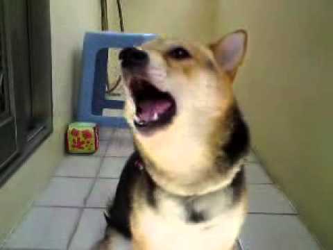 看到口吃弟弟唱歌BOBO也要嘎上一角(原發表者:bolen912)(影片)