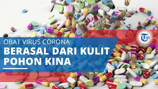 Mengenal Klorokuin, Obat Virus Corona yang Berasal dari Pohon Kina