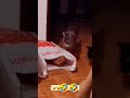 The Cat Had A Stroke Out Of Fear Shorts Respect