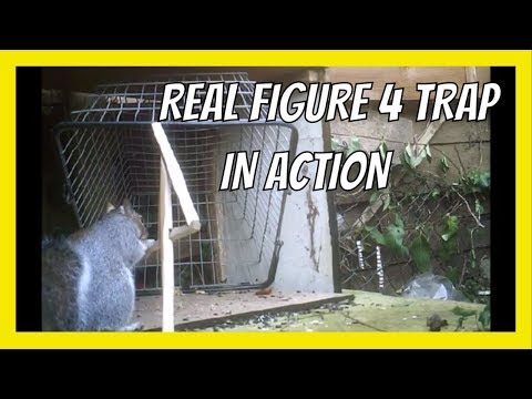 FIGURE 4 SQUIRREL TRAP IN ACTION