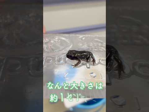 バイオデータサイエンス学科 【1cmのヒキガエルが上陸！】小さすぎてびっくり🐸