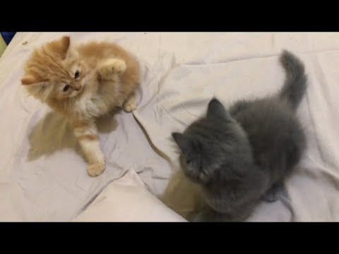 Cute Cat And Kitten Play Fighting