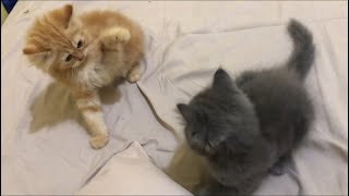 Kitten Play Fighting
