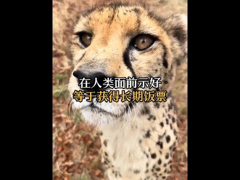 獵豹不會老虎獅子一樣，搞背後偷襲！ #動物科普 #獵豹